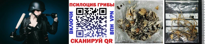 mega ссылка  Тырныауз  Псилоцибиновые грибы Psilocybe  сколько стоит 